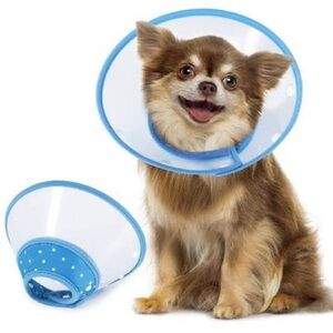Blue and White Dog cone